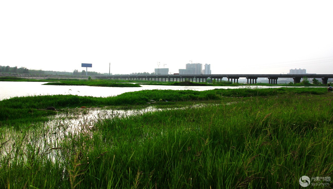 内乡湍河湿地随拍