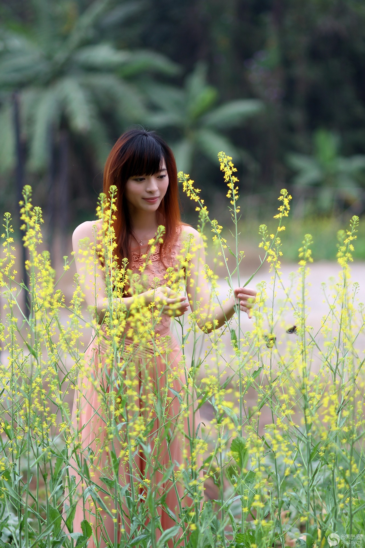 油菜花图片