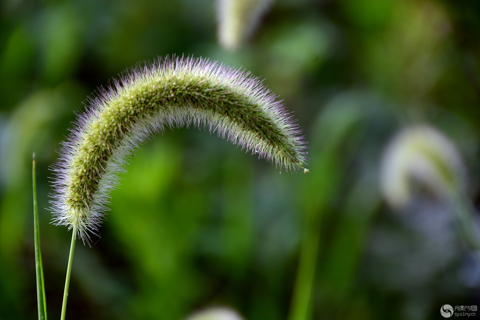 狗尾巴草名字的由来-行摄风光-36行南阳社区-