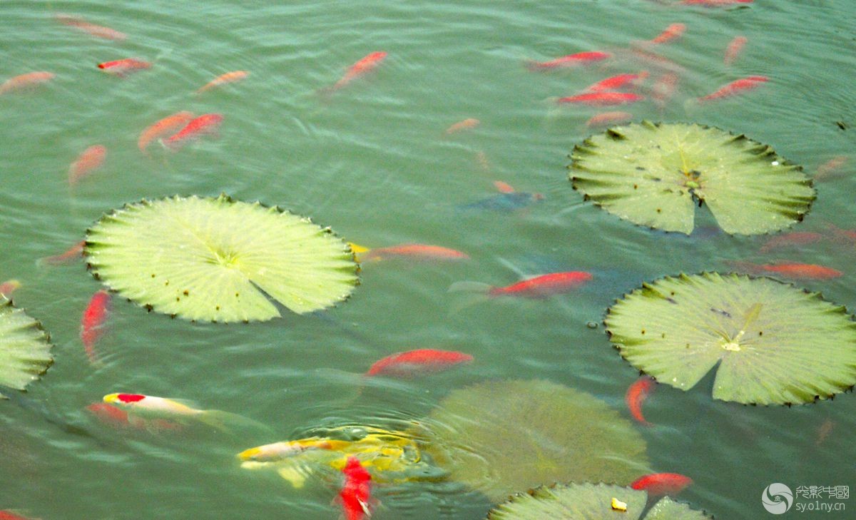 梅城公园看金鱼与荷花-新闻纪实-36行南阳社区