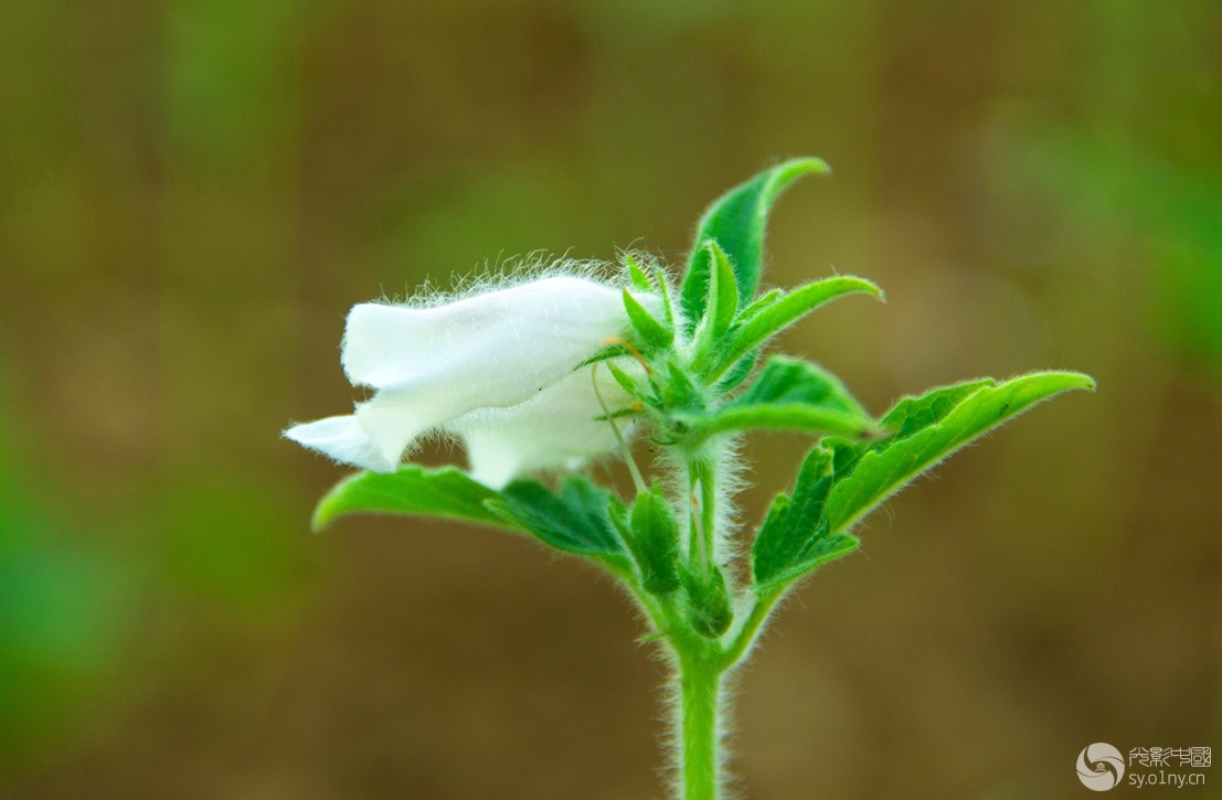 芝麻花