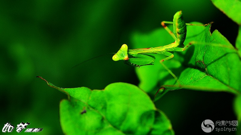 绿叶上的螳螂