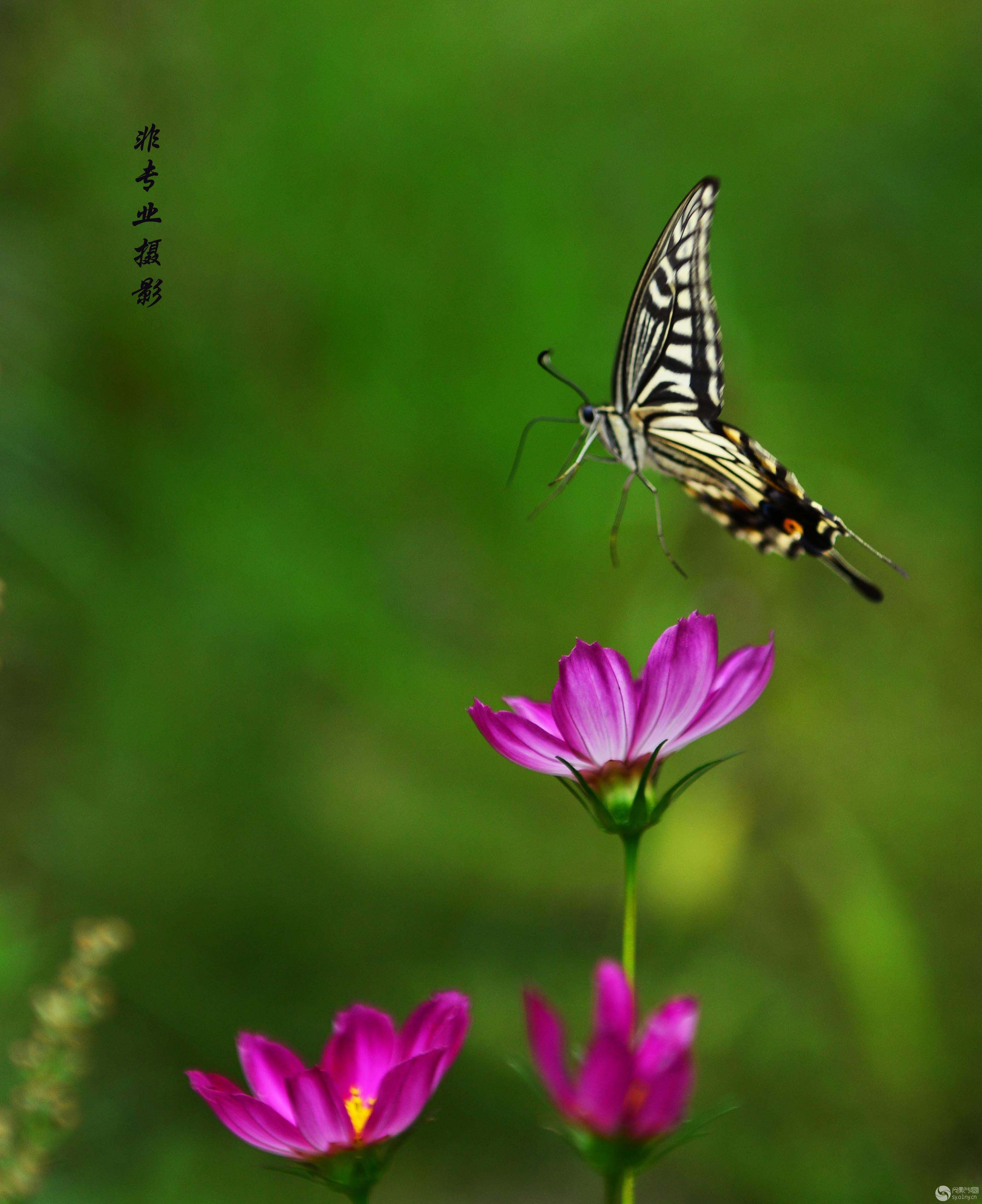 image25716.jpg