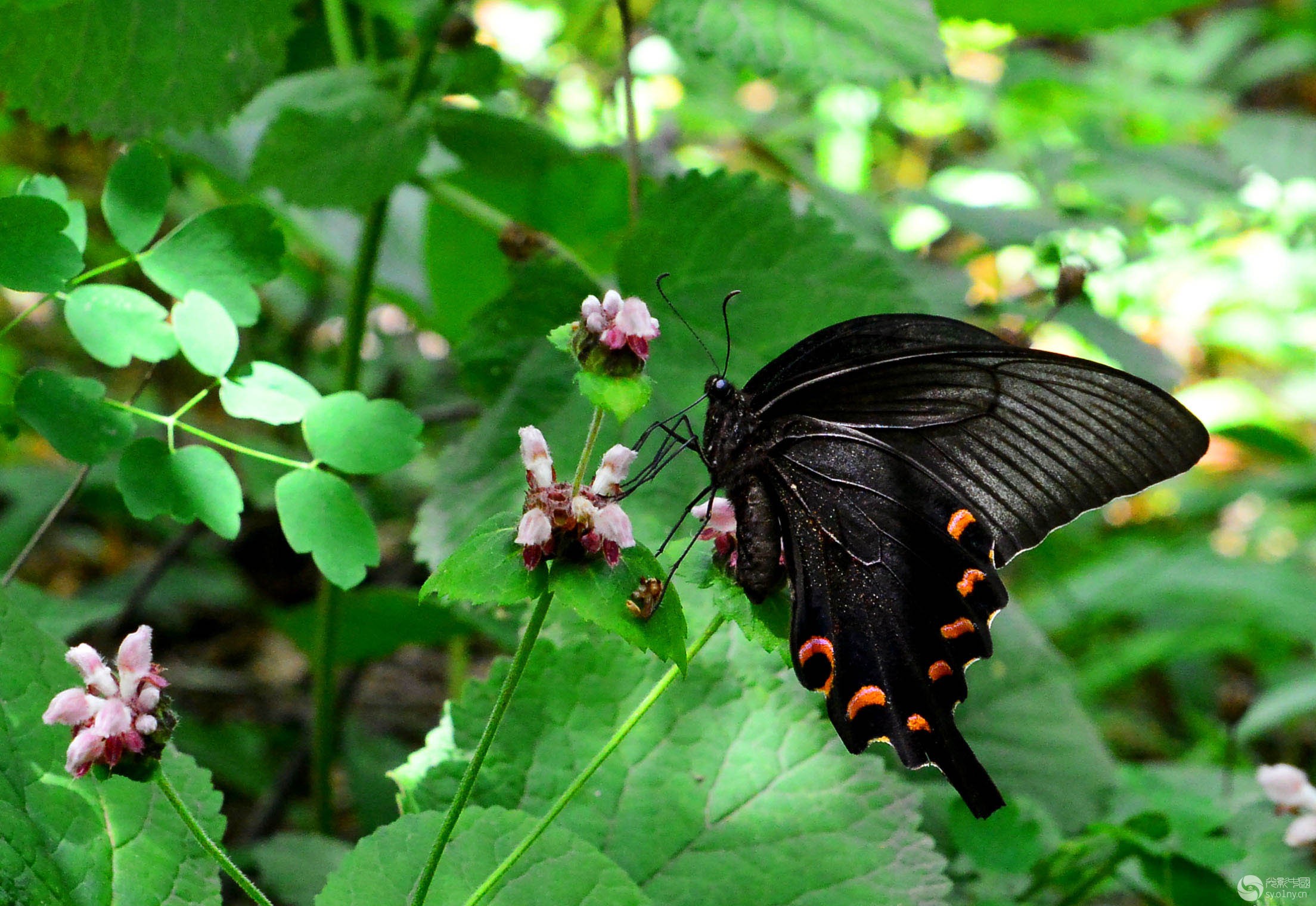 DSC_0384.jpg
