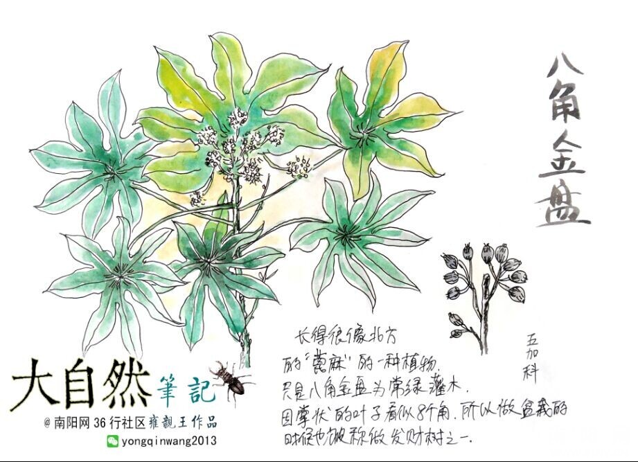 我的大自然观察笔记(套装2册)_小学生手抄报