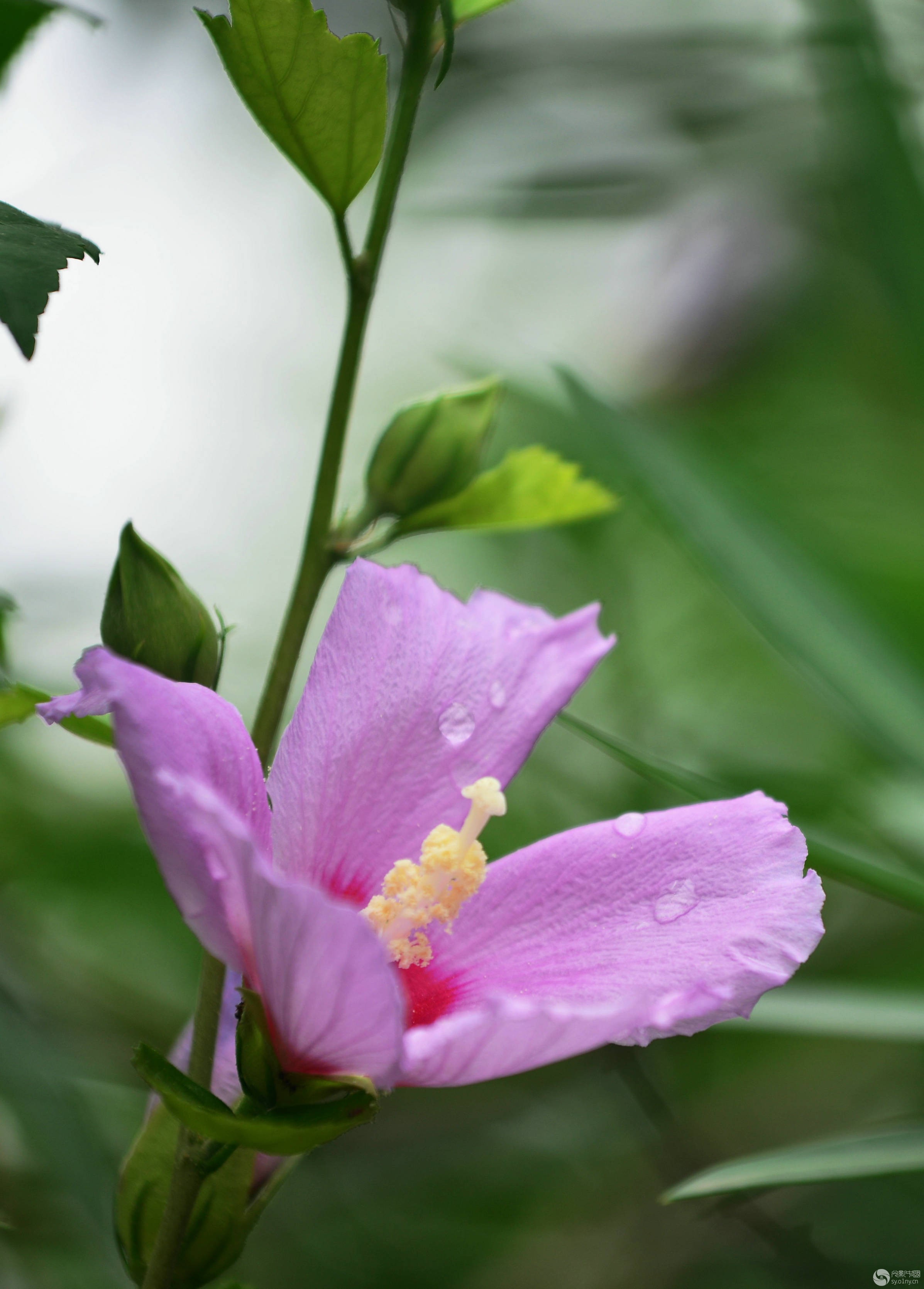 木槿花开