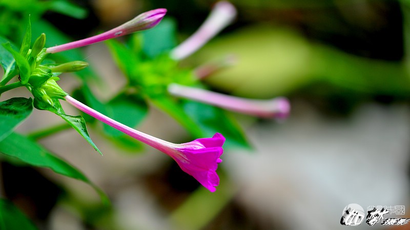 粉豆花