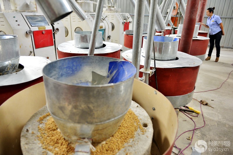 红太阳石磨面制作流程纪实-新手图集-36行南阳