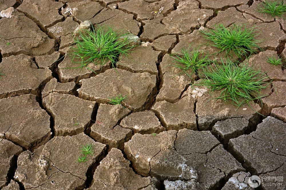 干旱与小草-新手图集-36行南阳社区-36.01ny.c