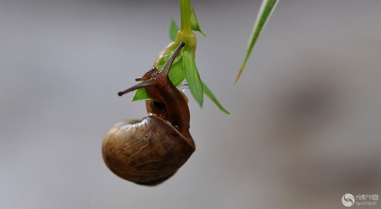 雨中的蜗牛