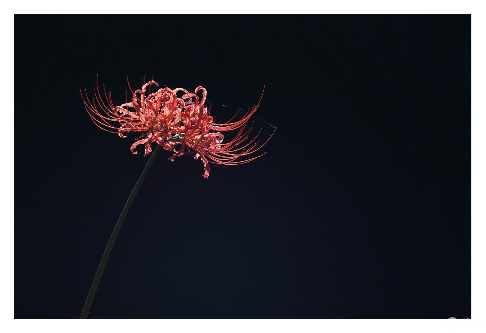 彼岸花