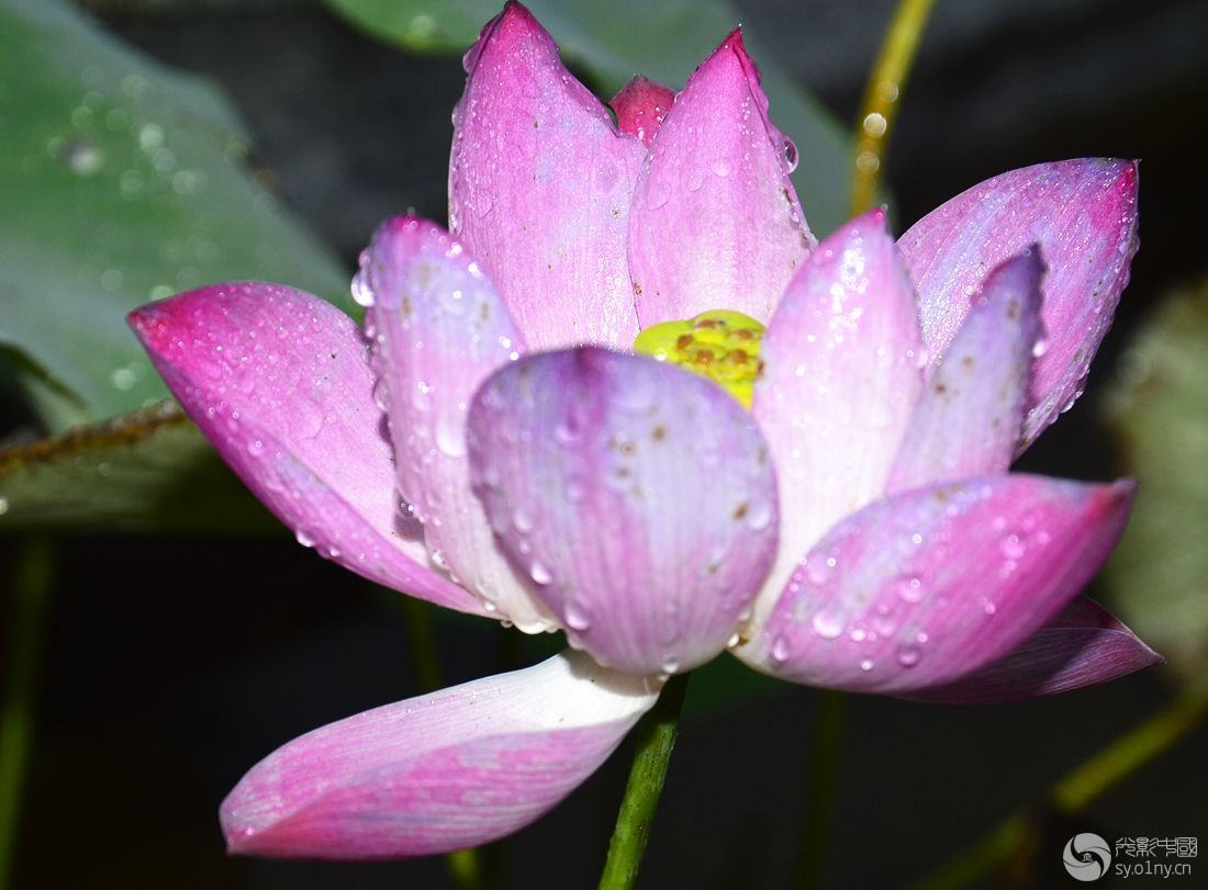 雨打鲜花,花更艳 雨中纪实