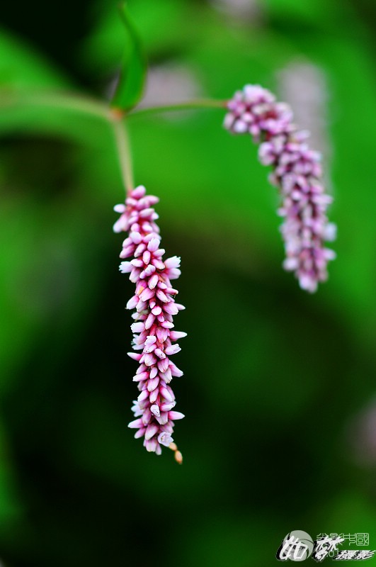 水蓼花