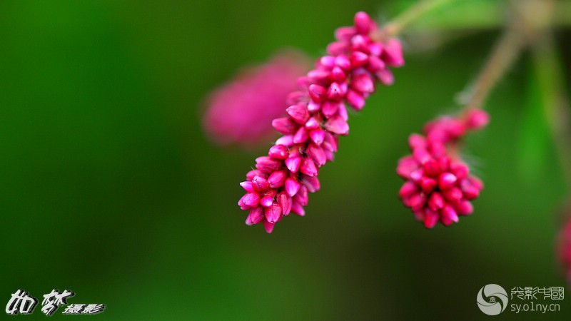 水蓼花