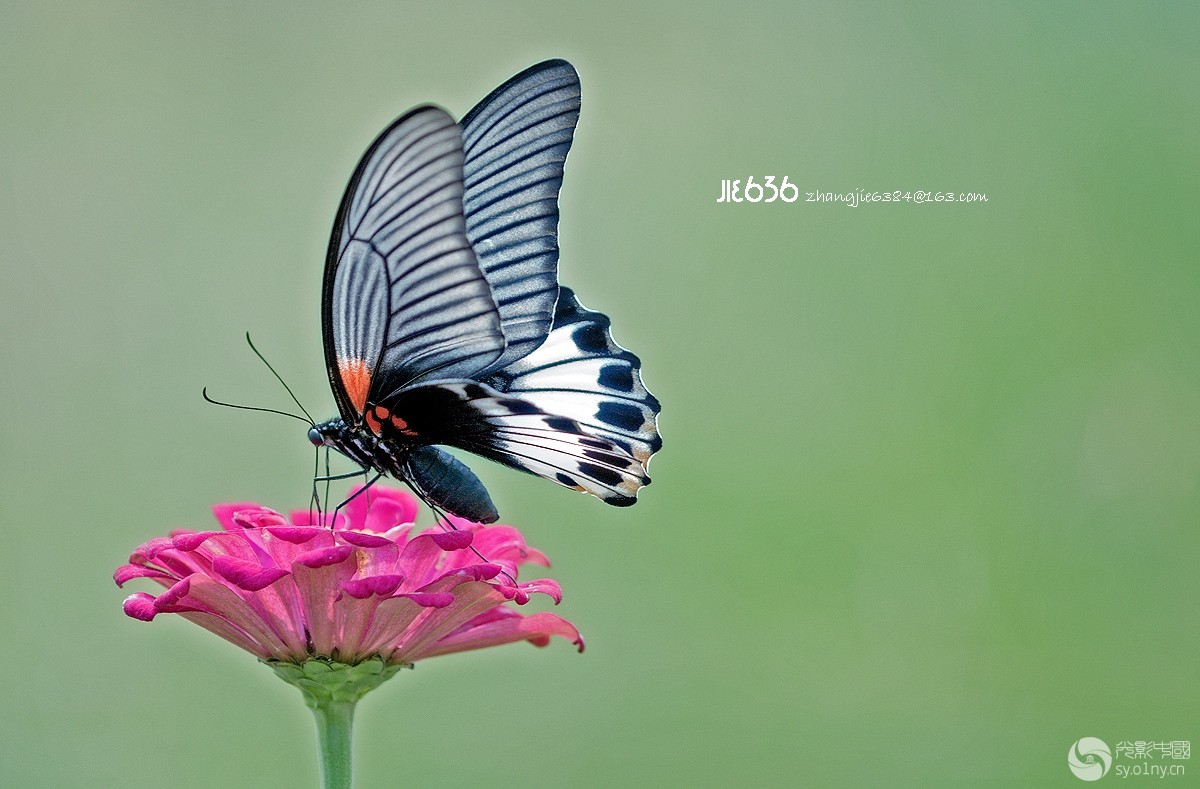 大自然的生命26(几种美丽的蝴蝶)-生态-36行南