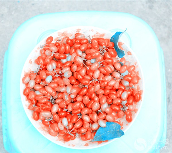 山芋肉果