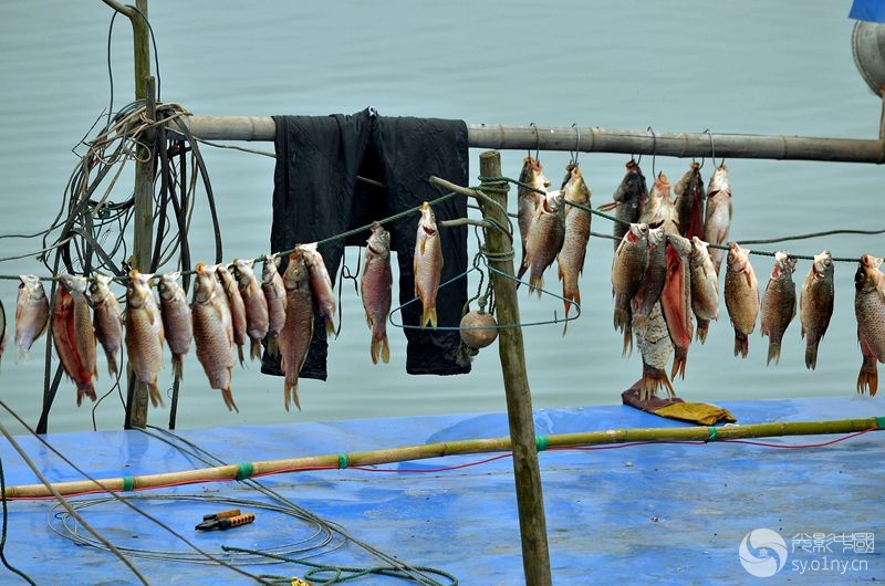 【淅川宋岗码头采风】 码头渔民生活纪实