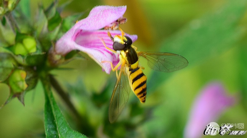 益母草花与食蚜蝇