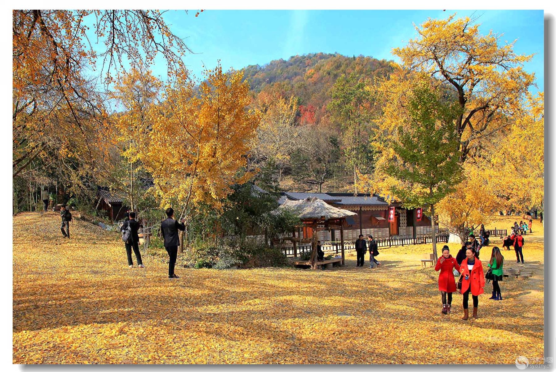 生态部随州千年银杏谷采风掠影七-行摄风光-3