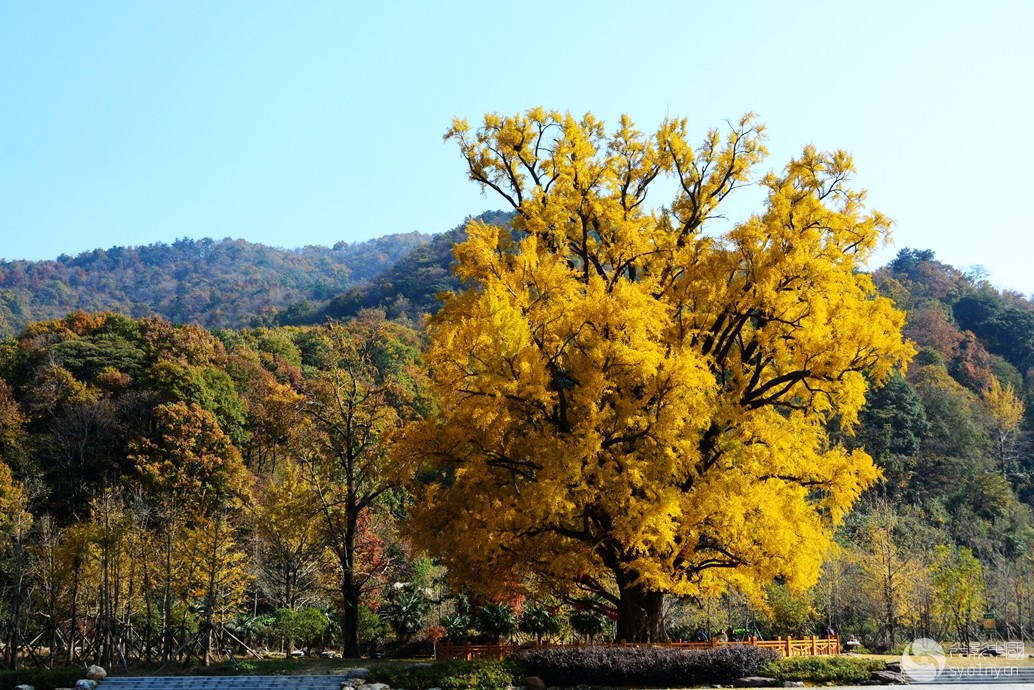 随州大洪山风光(千年银杏树1).