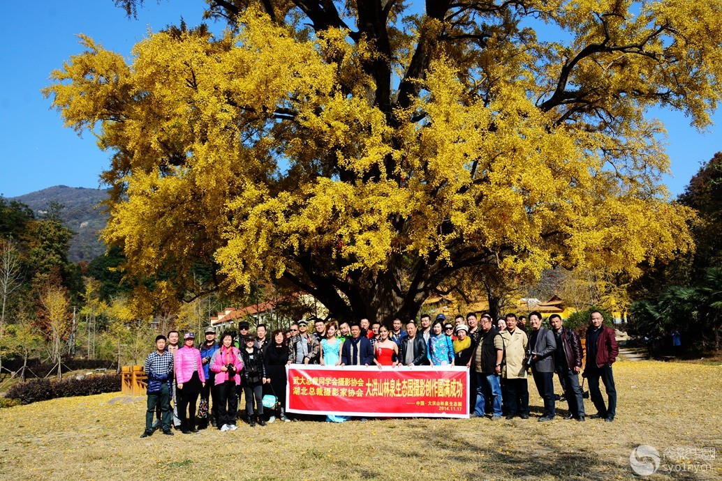 随州大洪山风光(千年银杏树2).