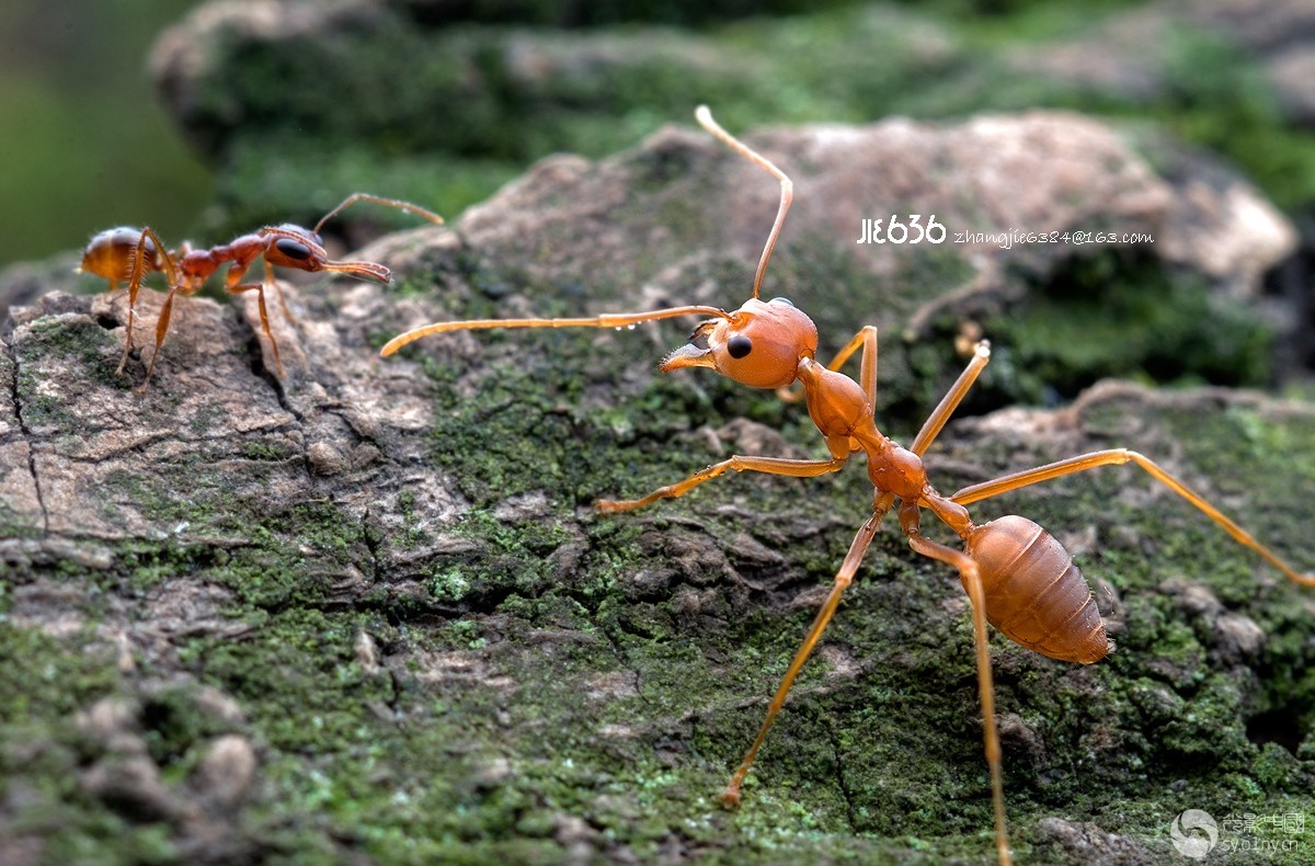 大自然的生命40(微观世界的蚂蚁故事一)-生态