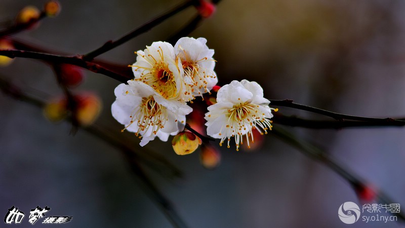 小景深拍白梅(二)