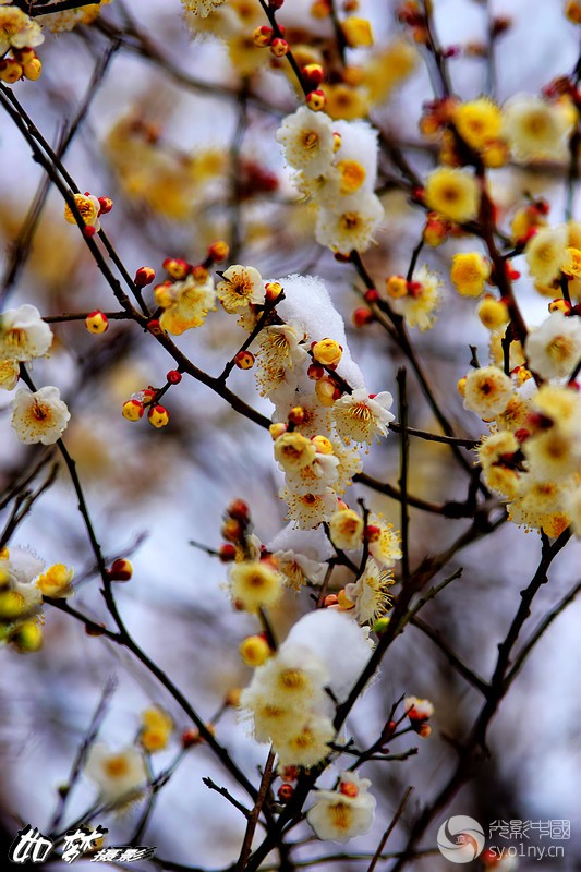 小景深拍白梅(二)