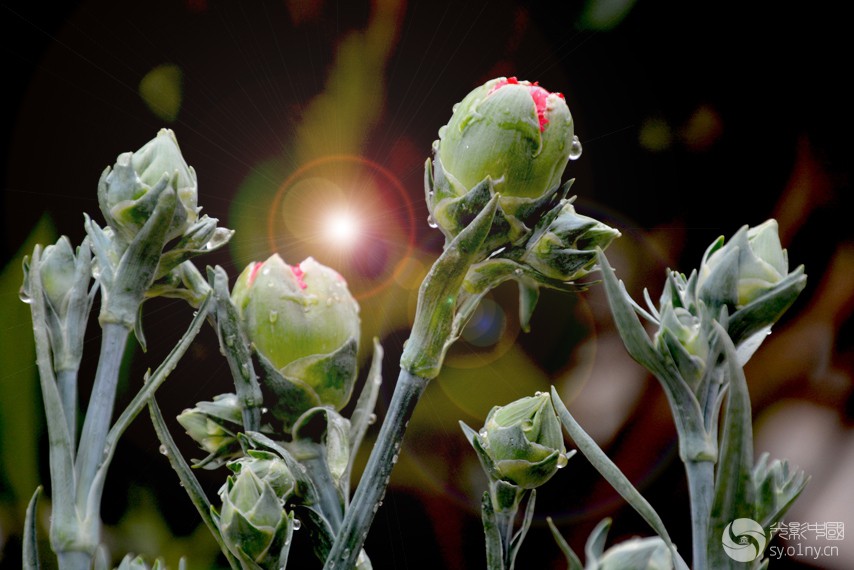 给我一缕阳光送你整个春天-拍客贴图-36行南阳