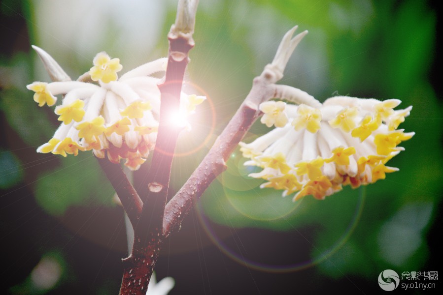 给我一缕阳光送你整个春天-拍客贴图-36行南阳