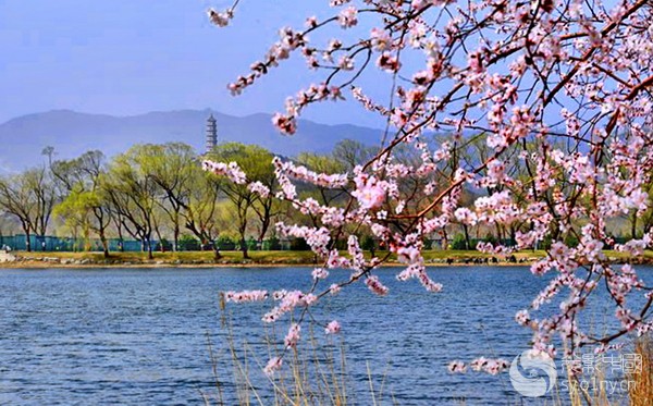 红情绿意在西堤。7-行摄风光-36行南阳社区-3