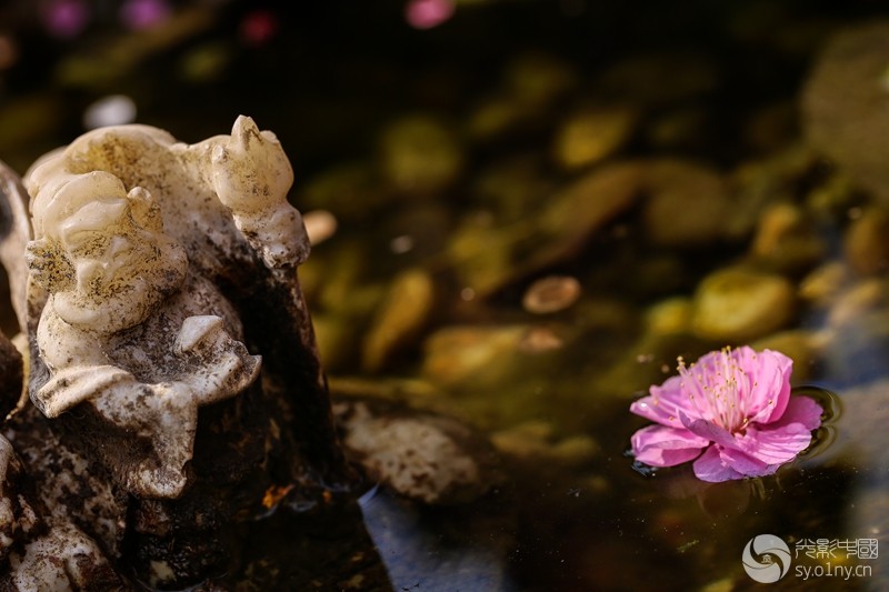 落花有意随流水-第三届塔子山梅花摄影大赛-3