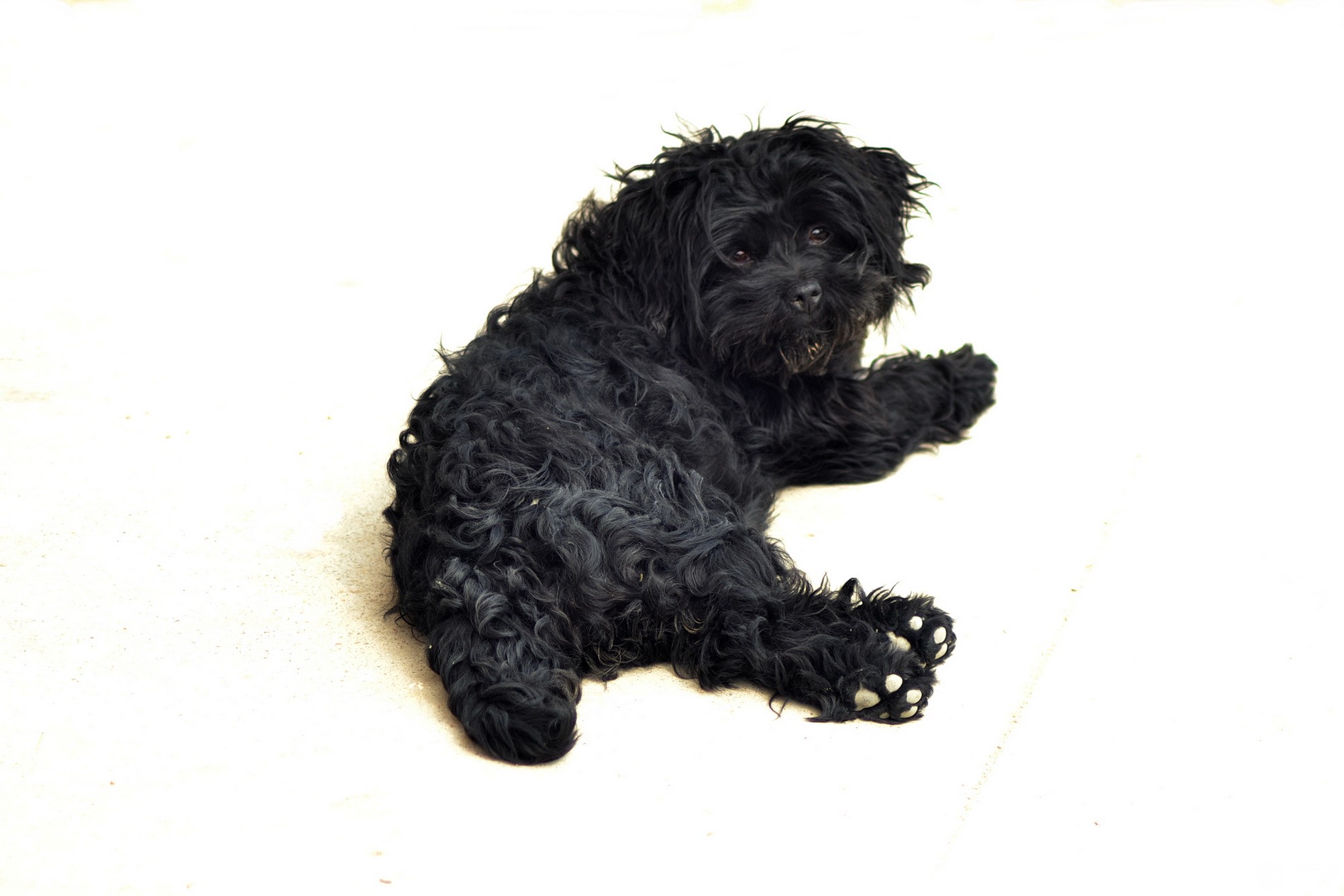 长毛小黑狗-拍客贴图-36行南阳社区-36.01ny.cn