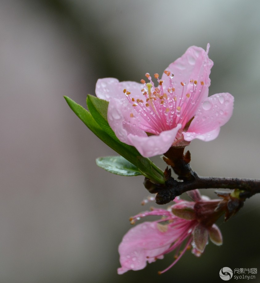 娇艳欲滴——桃花