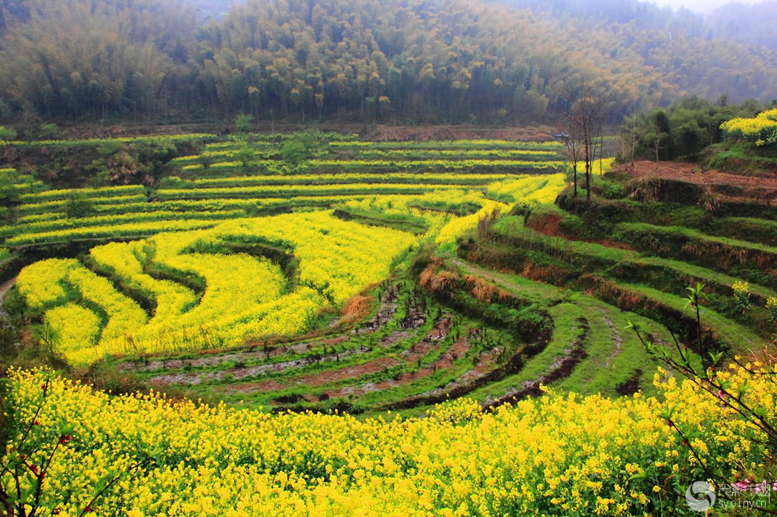 歙县灵山油菜花