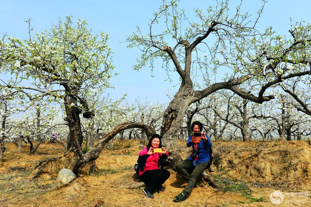 <em>姊妹</em>树下<em>姊妹不了情</em>-百天羊杯2015第4期月赛