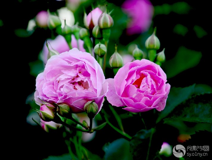 水晶帘动微风起,满架蔷薇一院香-拍客贴图-36行