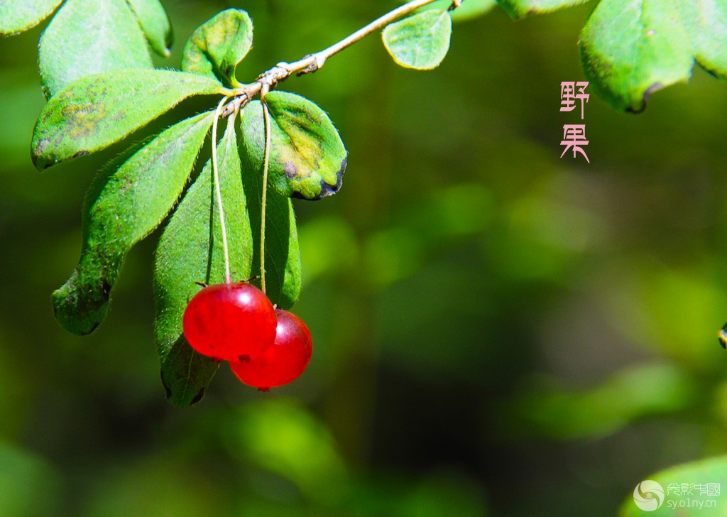 青海花卉