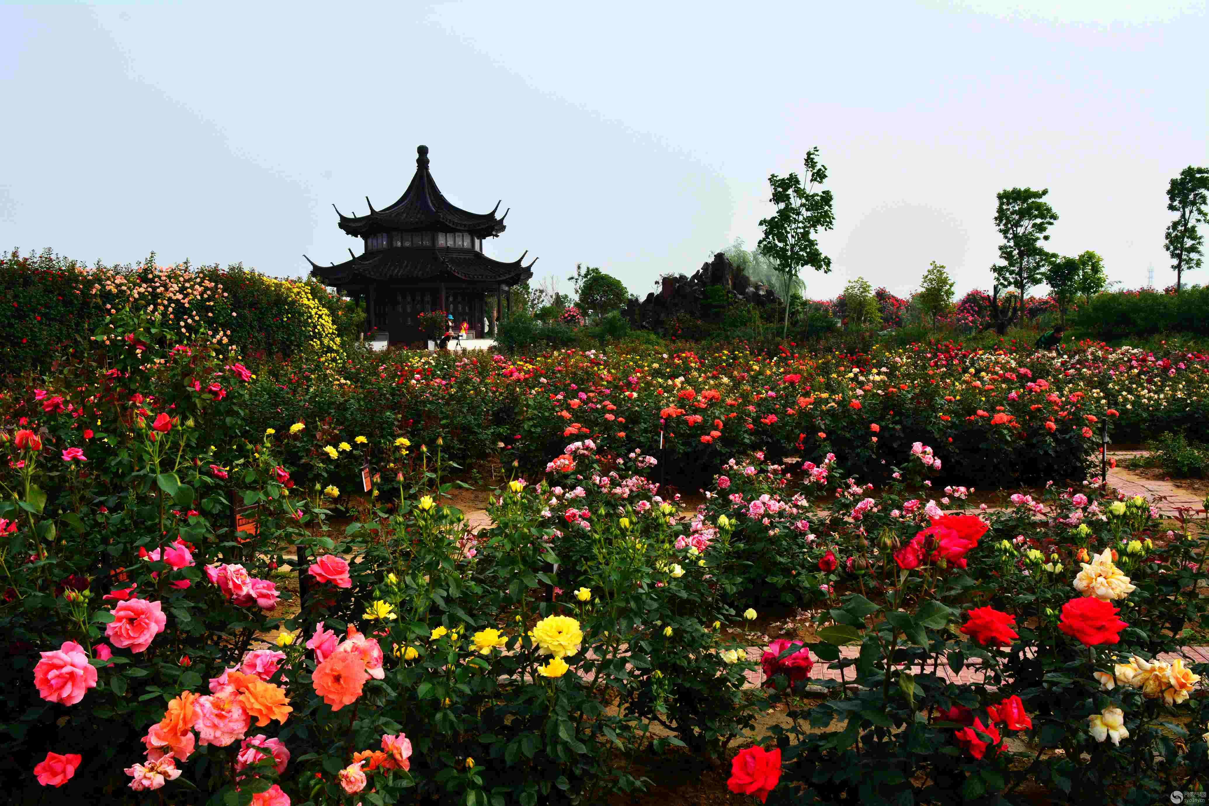 看月季、赏梅花、闻桂花！郑州贾鲁河沿线布局12个植物专类园、12个主题公园-大河新闻