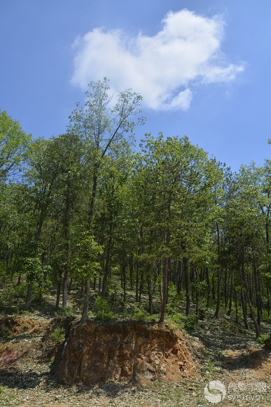 _DSC0068_.jpg