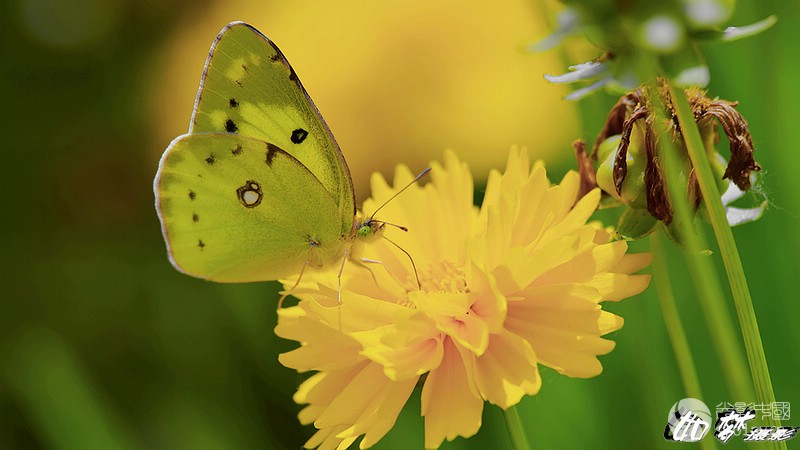 黄花上的黄蝴蝶