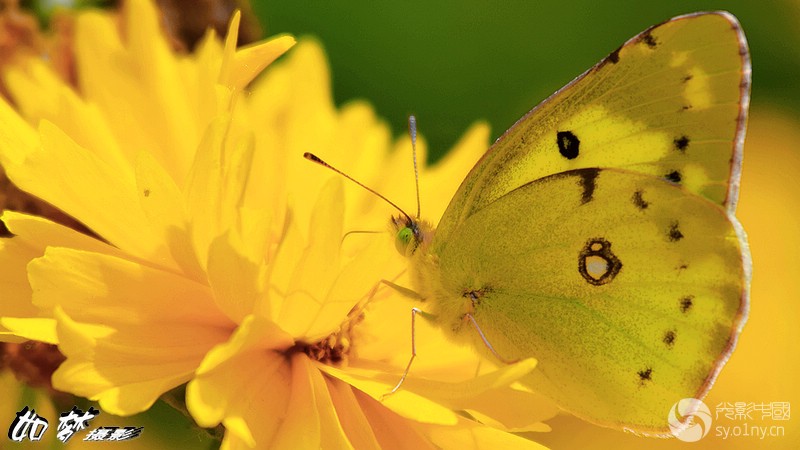 黄花上的黄蝴蝶