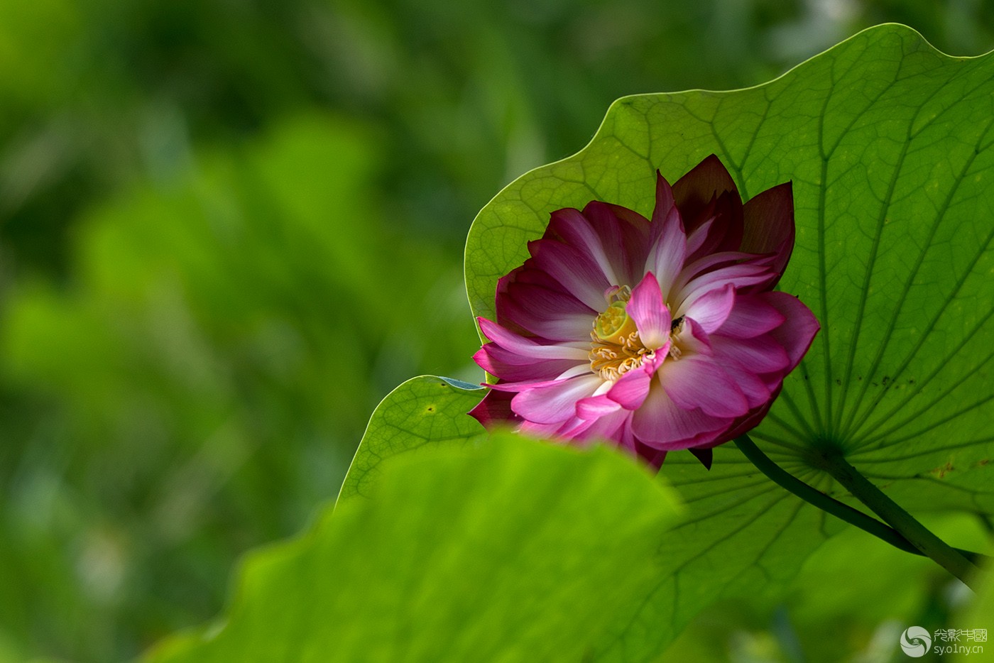 MLY_6347.jpg