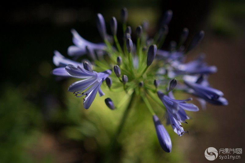 传承色彩与高画质 蔡司Batis 25mm F2实测样片