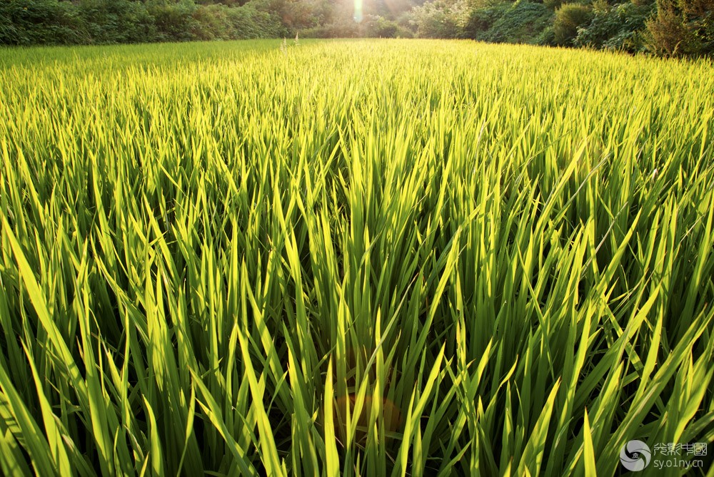 《稻田》-侃图论图-36行南阳社区-36.01ny.cn -