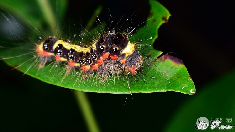 蝴蝶的幼虫