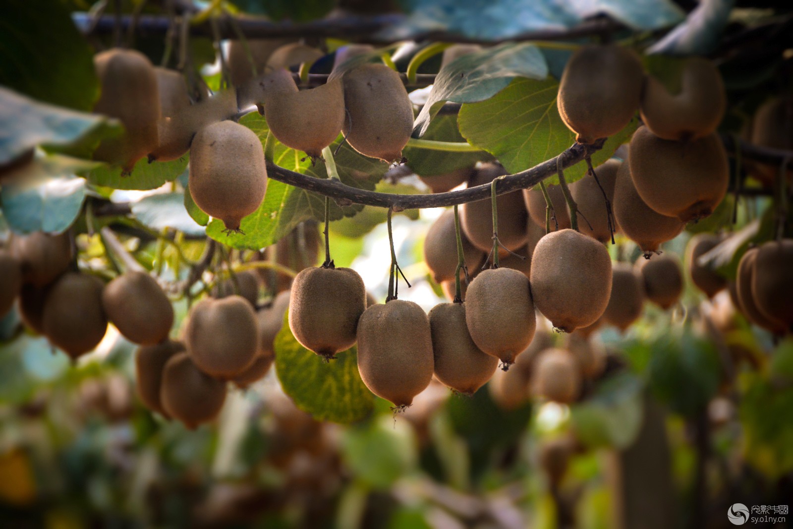 猕猴桃采摘园【1】-行摄风光-36行南阳社区-3