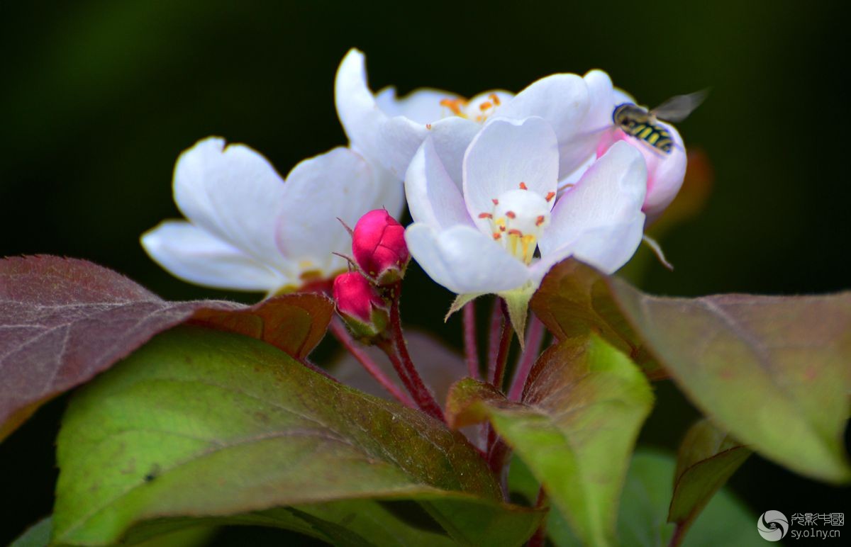 冬红果漂亮的开花纪实