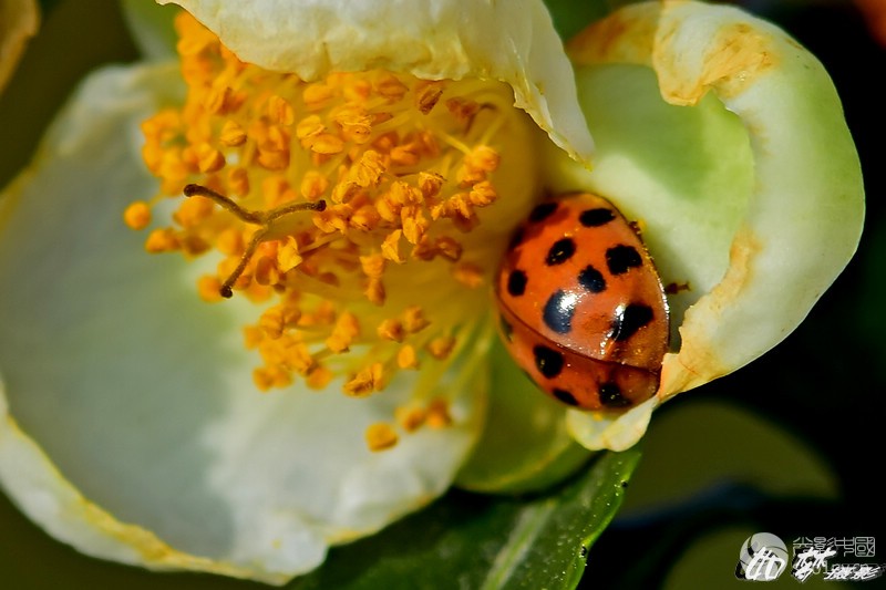 两张茶花上的十八星瓢虫-生态-36行南阳社区-