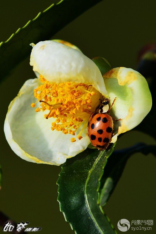两张茶花上的十八星瓢虫-生态-36行南阳社区-
